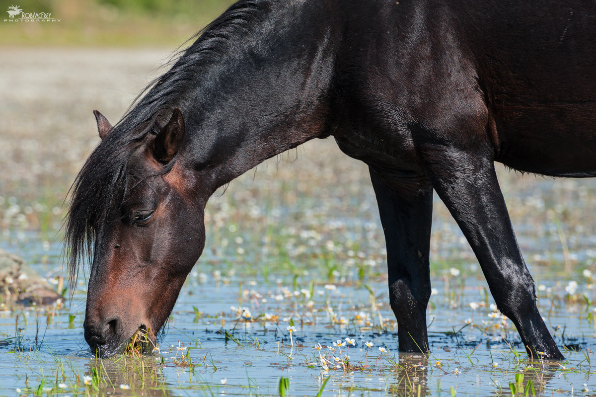 Cavallino della Giara