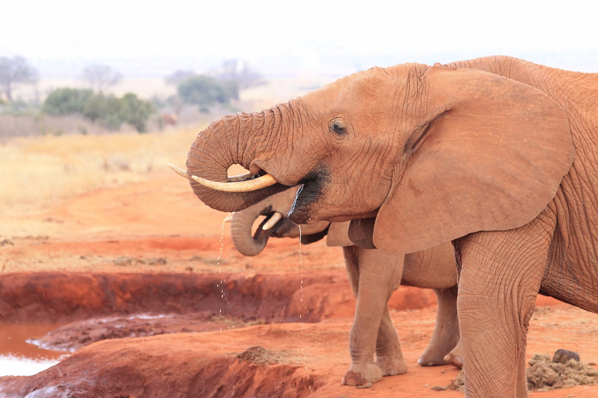 Elephant at the waterhole