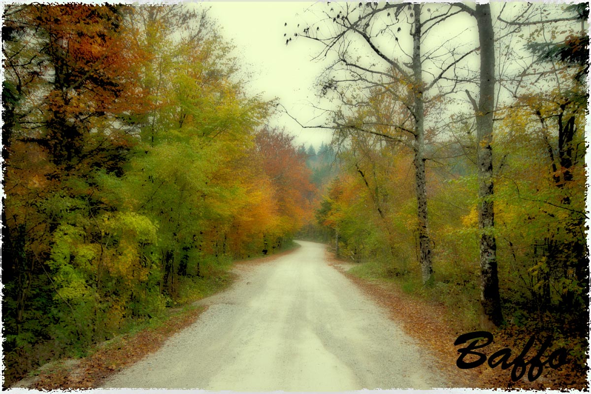 Autumn in the forest