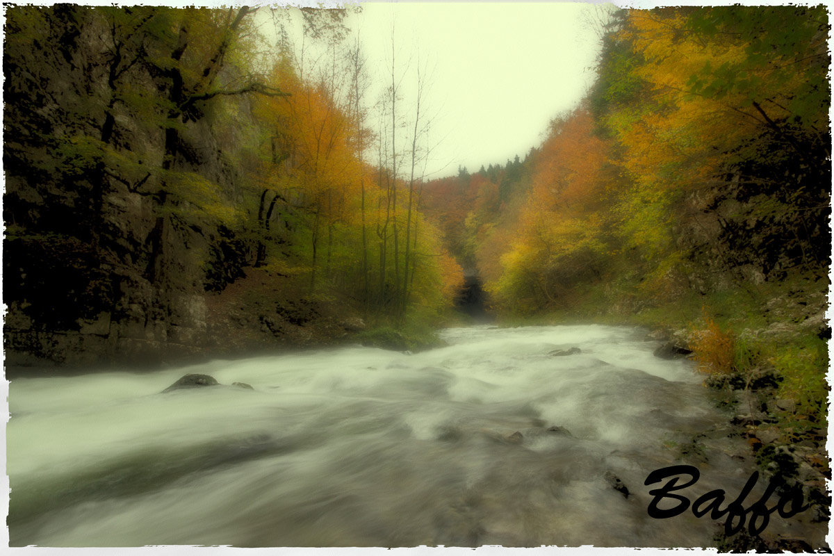 Autumn in the forest