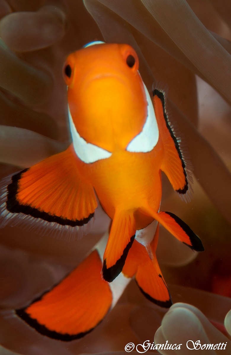 amphiprion ocellaris