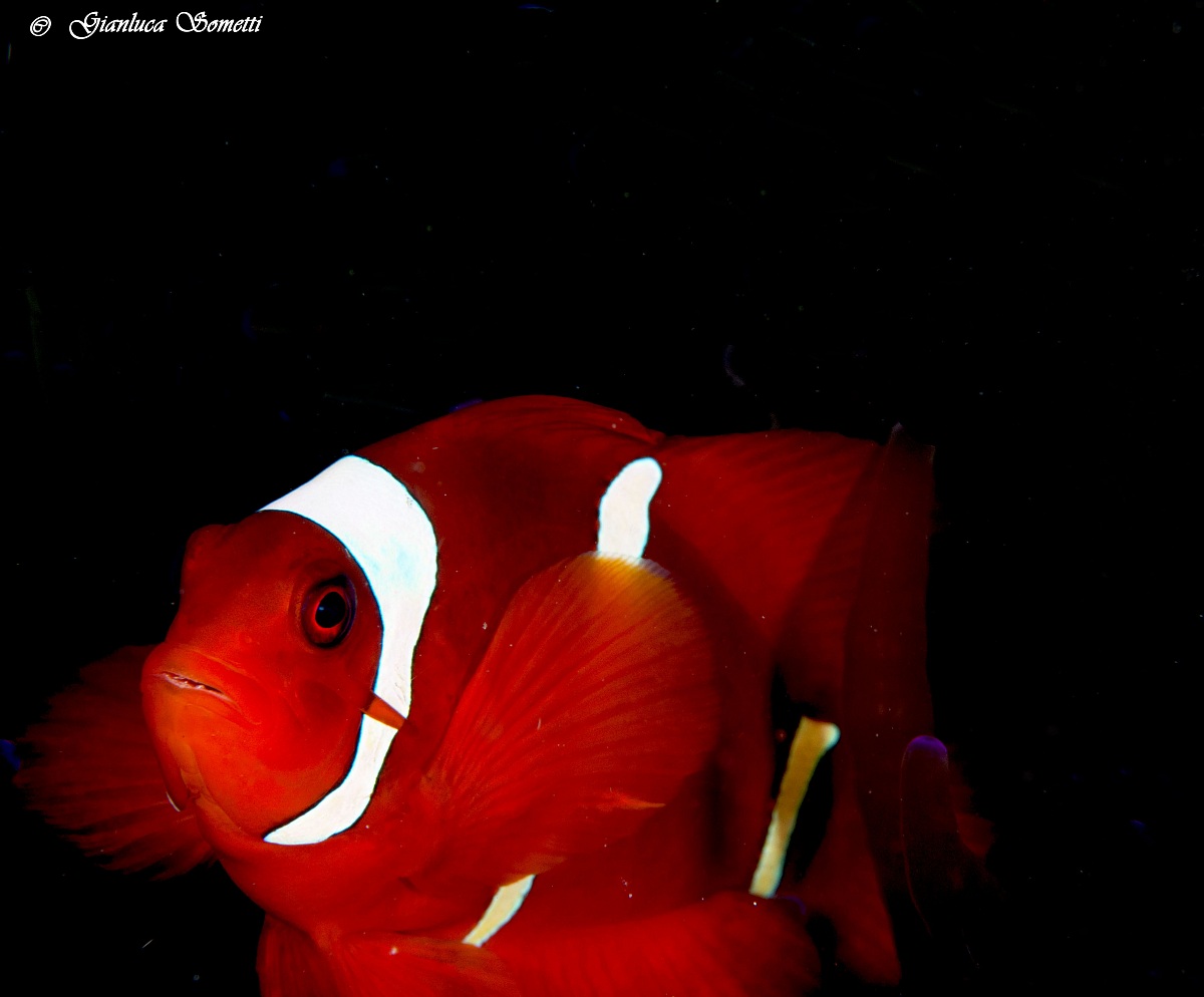 spineckeek anemonefish