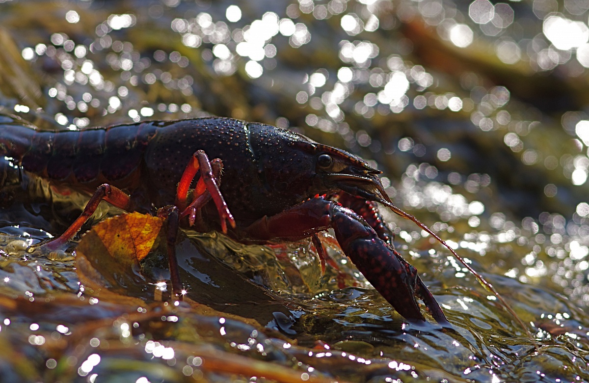 gambero rosso della Louisiana - 2