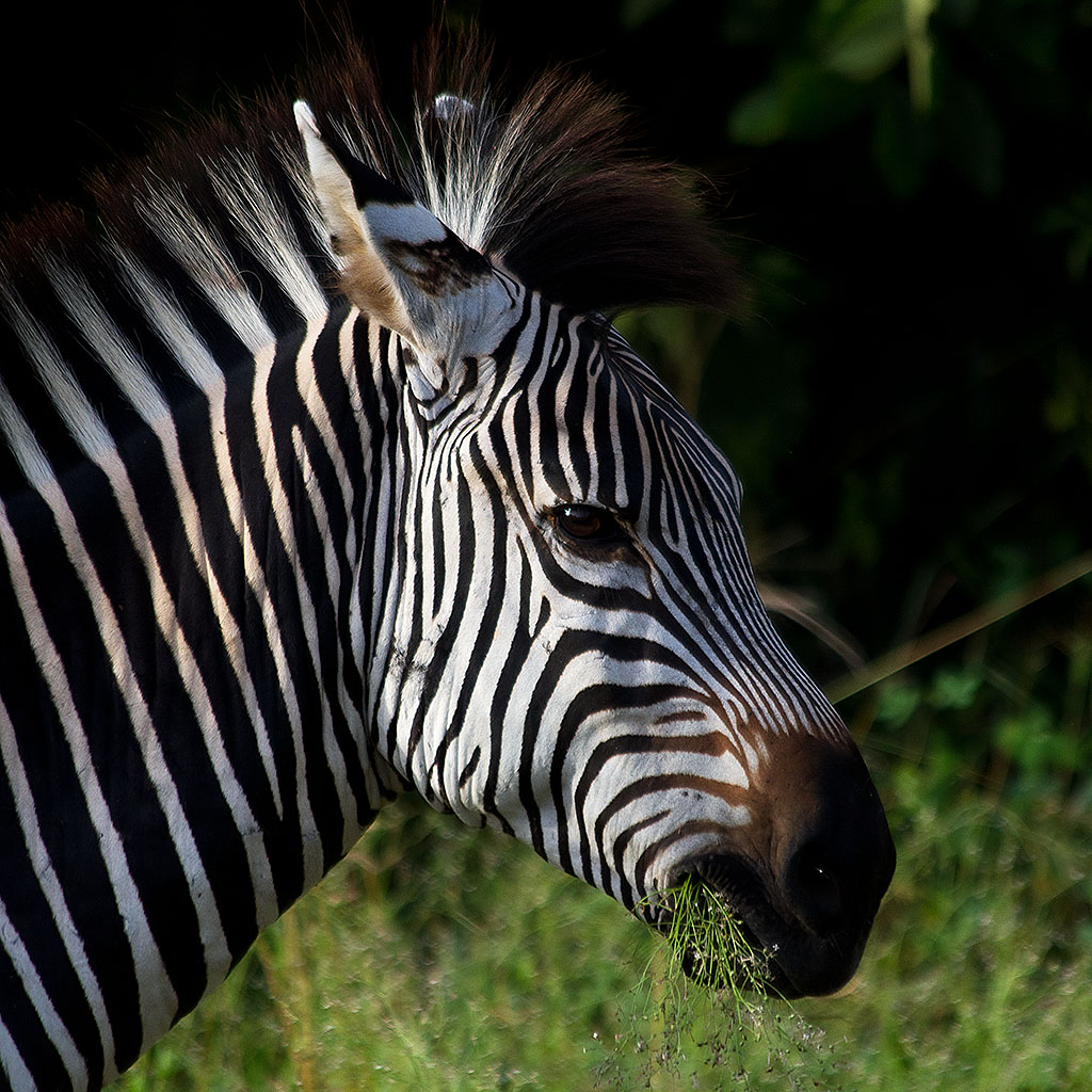 South Luangwa National Park - Zambia