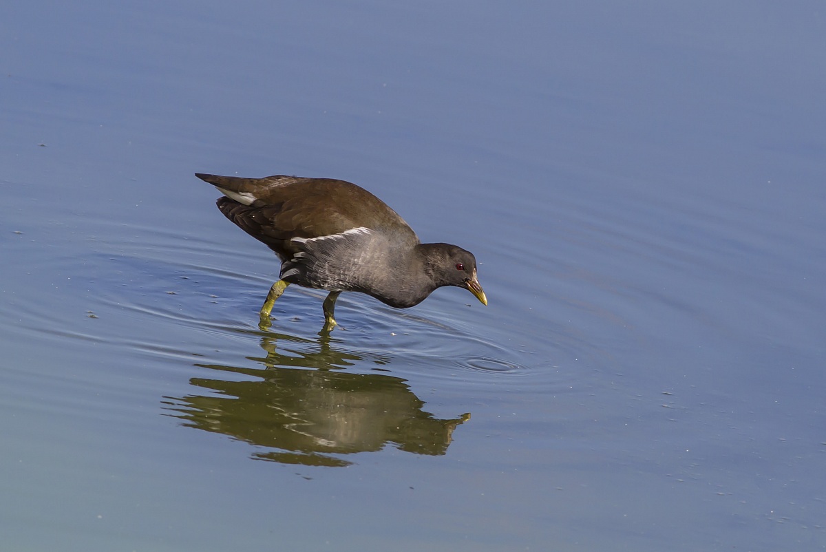 swamphen