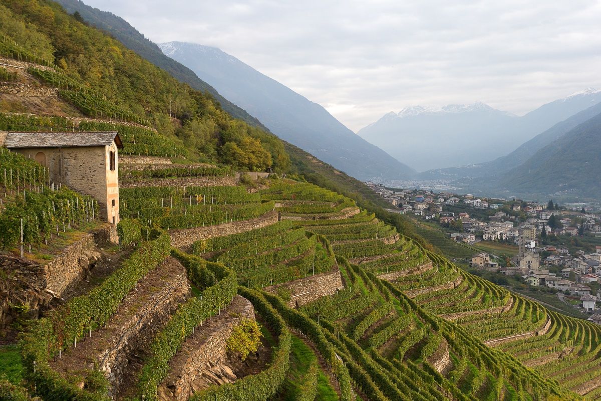 Vineyards in Bianzone