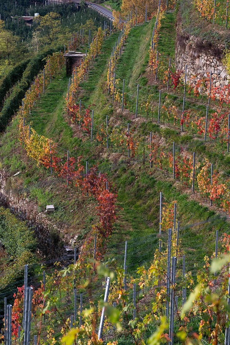 Autumn in the vineyard