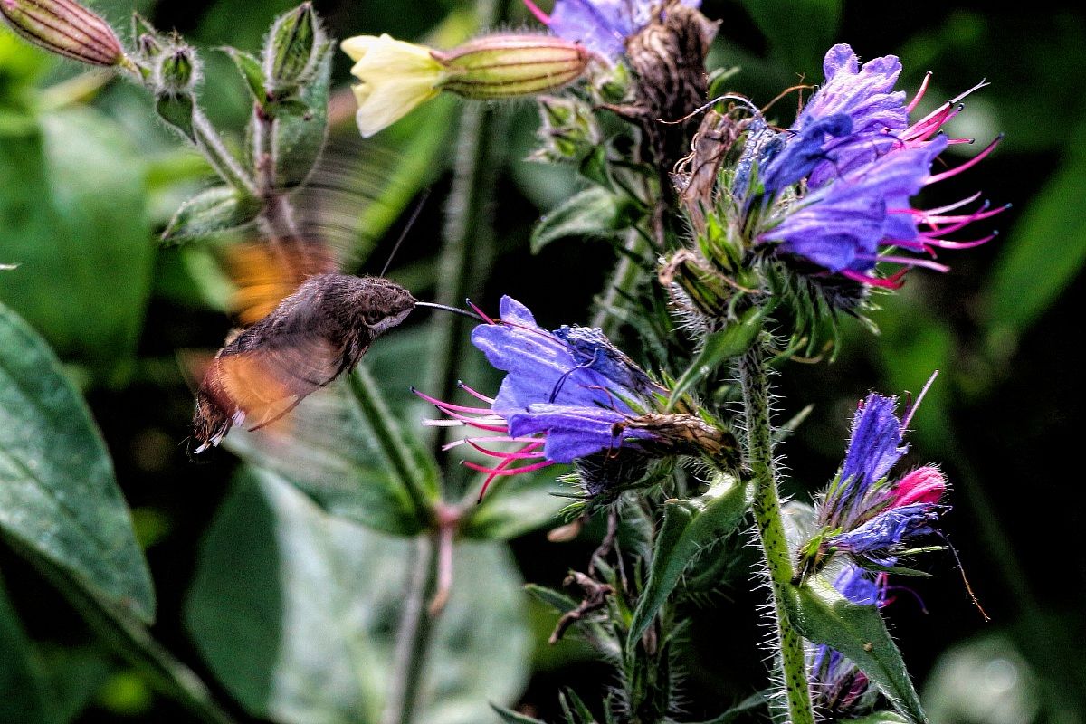 Macroglossum stellatarum