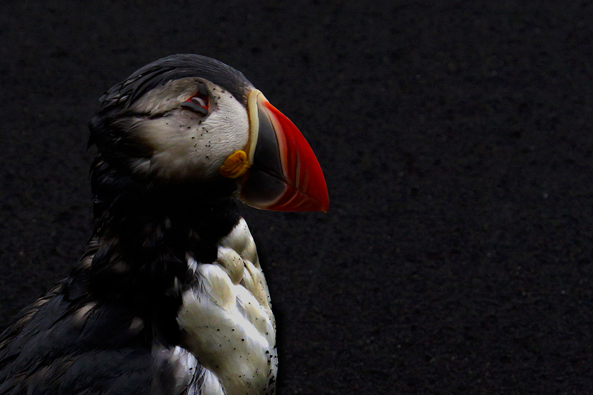puffin portrait