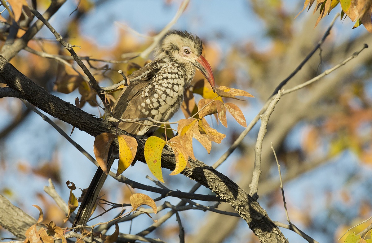Il bucero e il mopane
