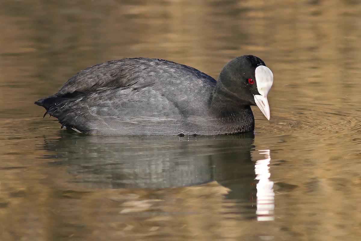 Coot
