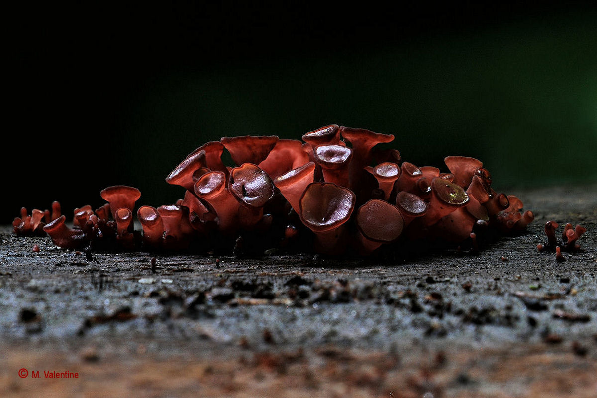Purple Jellydisc - Ascocoryne sarcoides