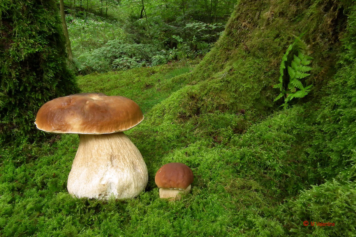 Cep - Boletus edulis