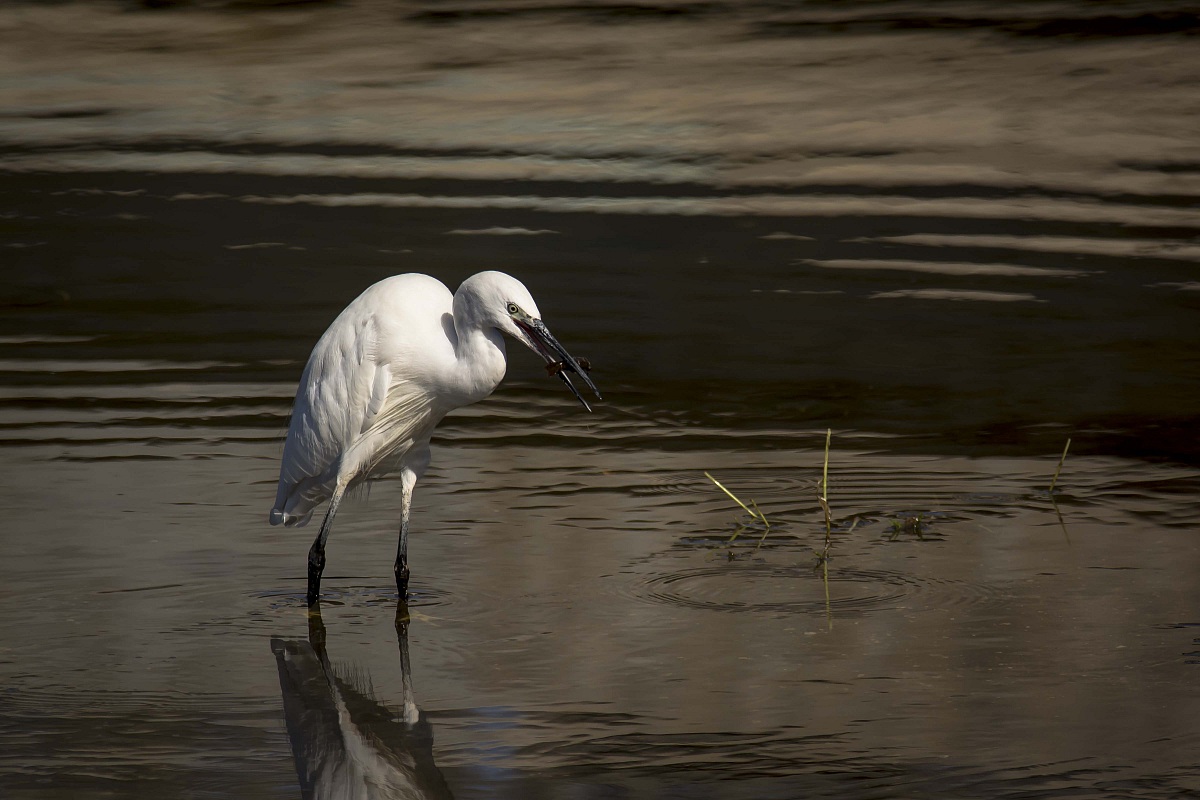 Egret