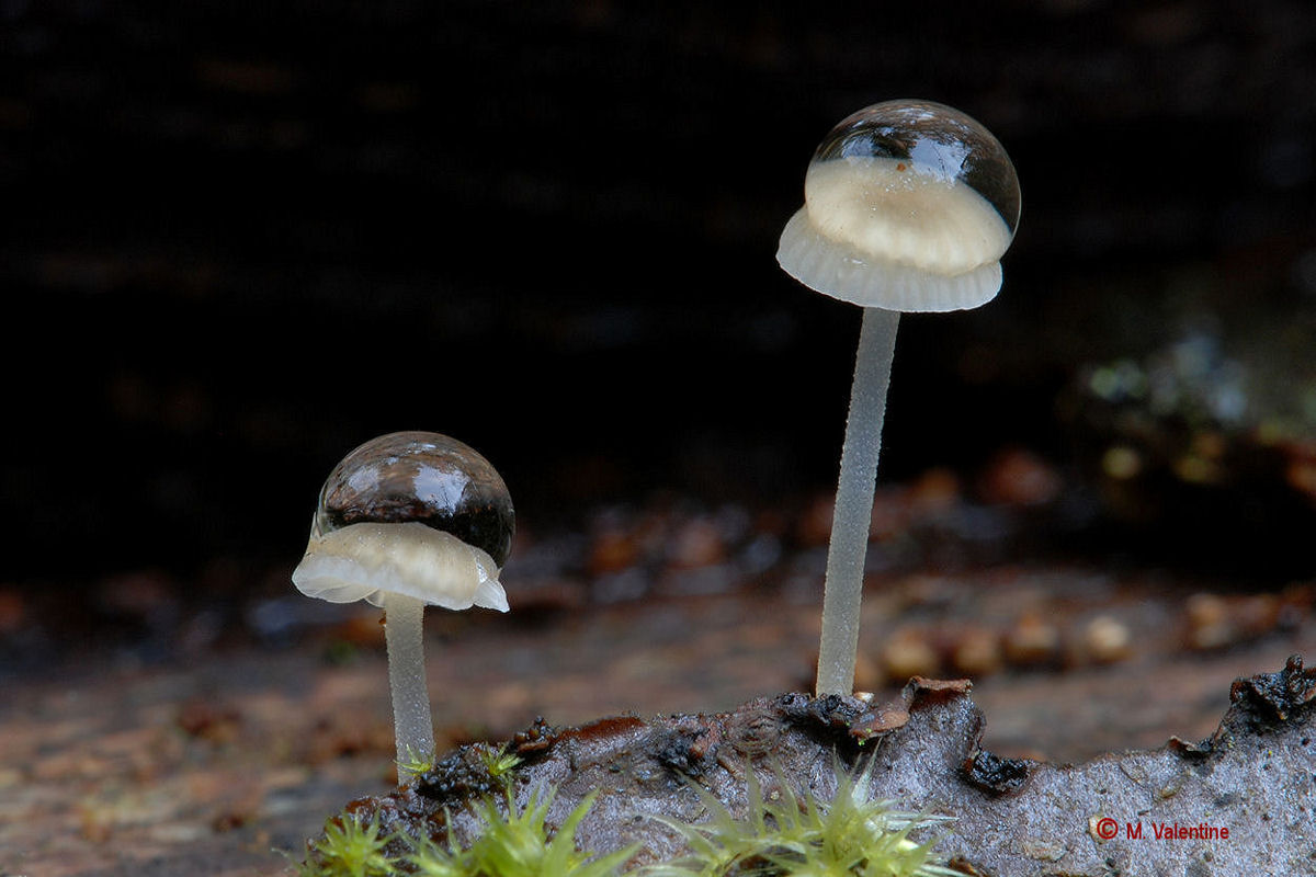 Frosty Bonnet - Mycena adscendens