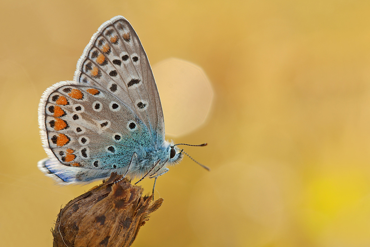 Polyommatus icarus