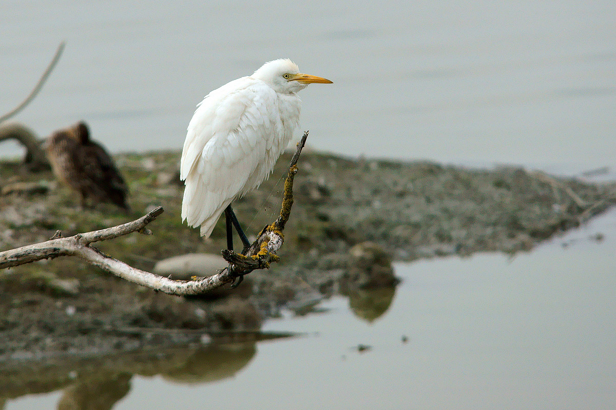 Cattle Egret