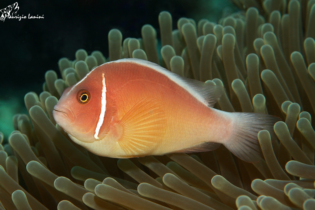 Pink Anemonefish