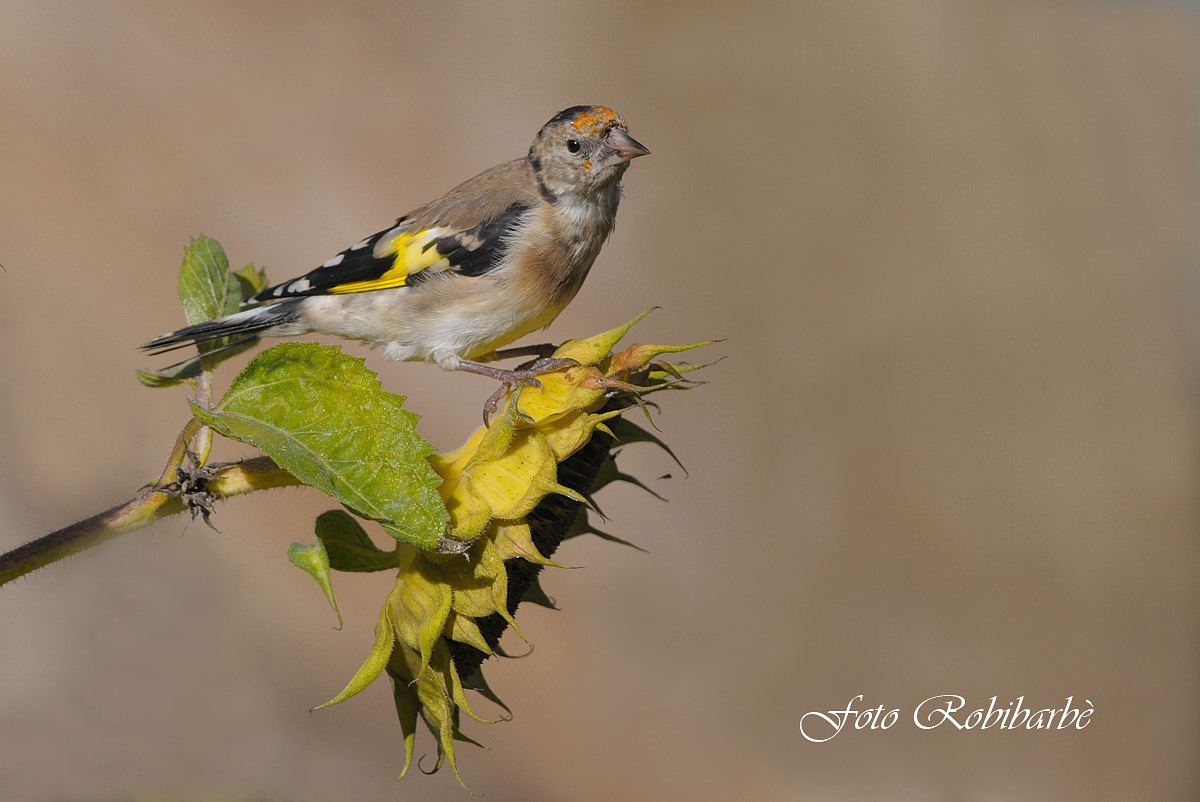 Goldfinch ... young ....