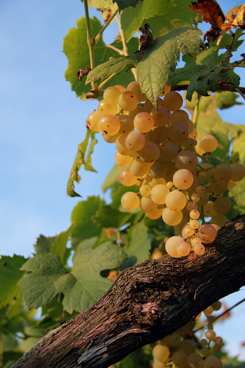 Più dorata dell'oro