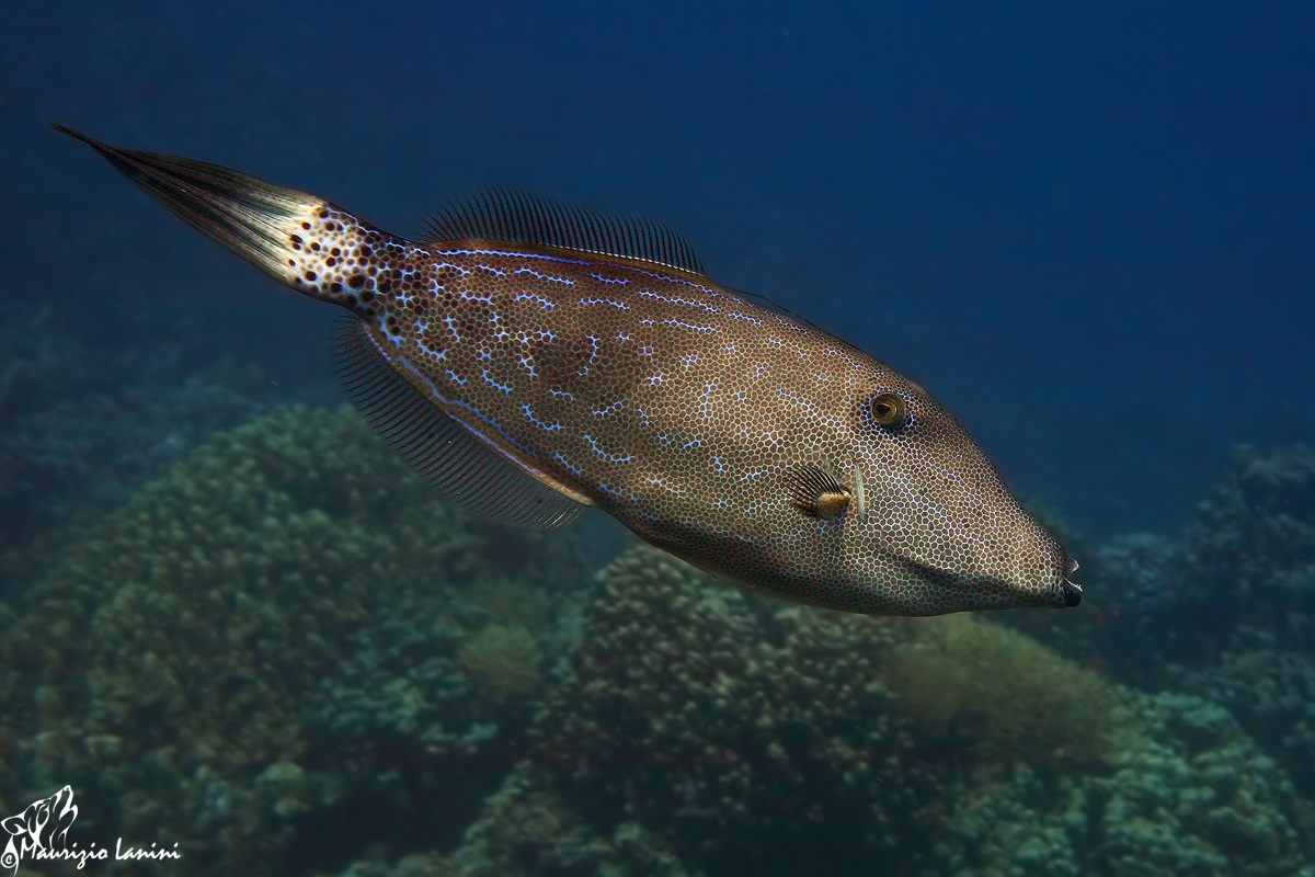 That strange fish ...