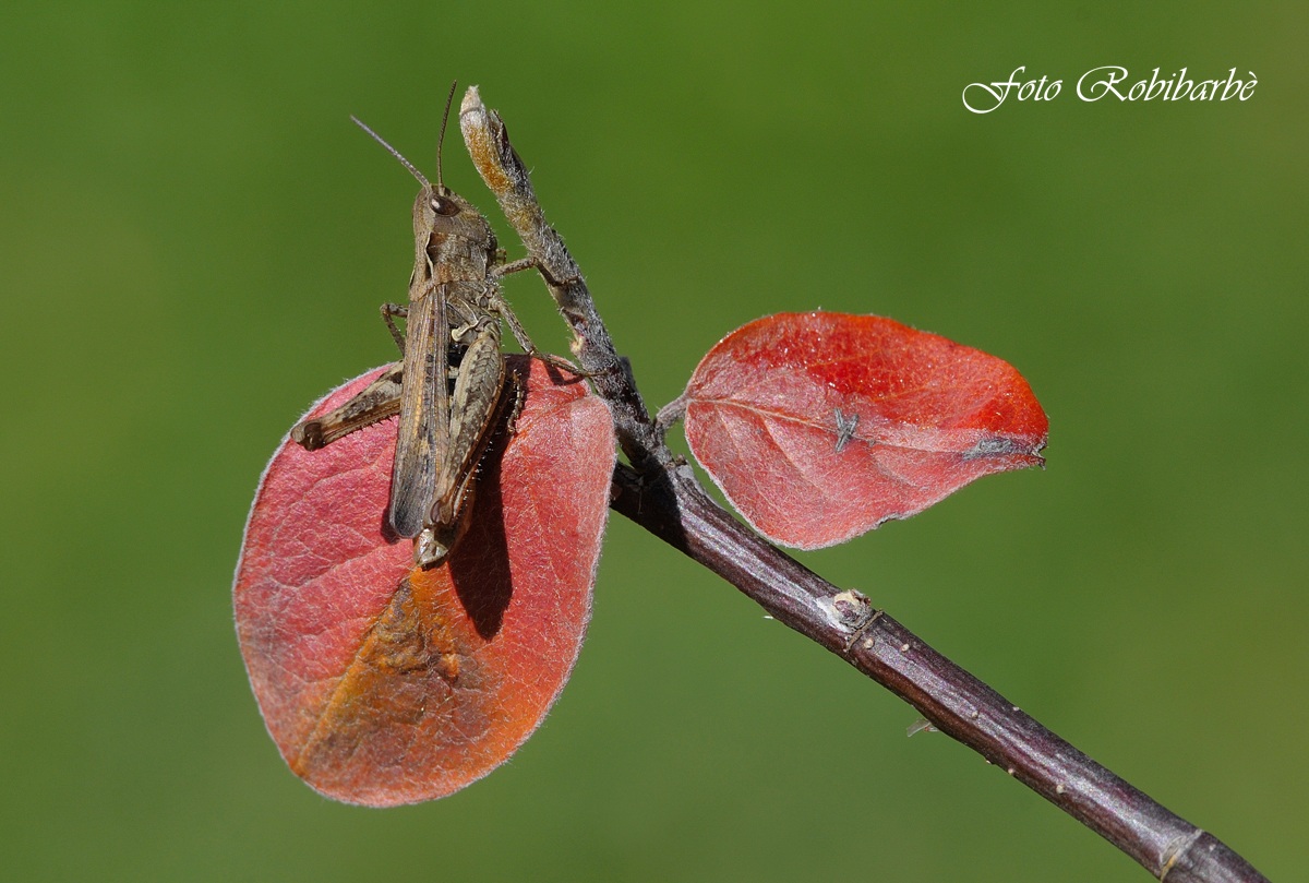 Cavalletta ...autunnale ...