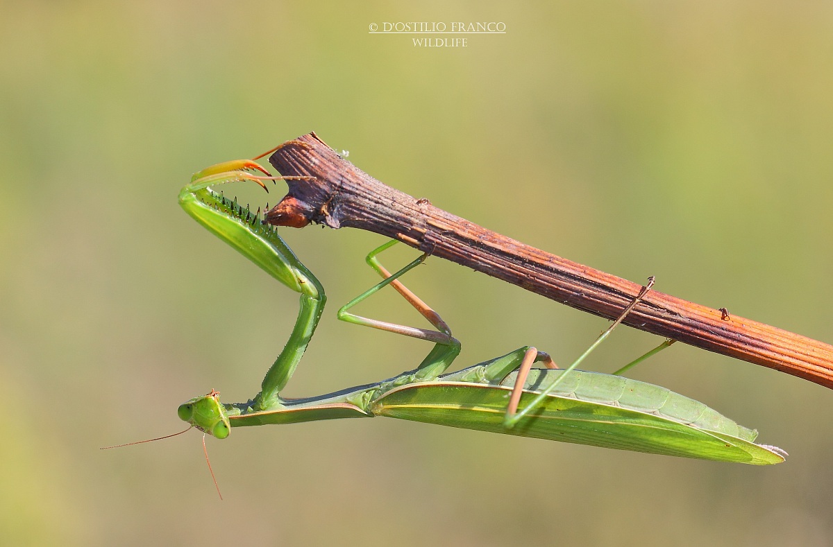 Praying Mantis