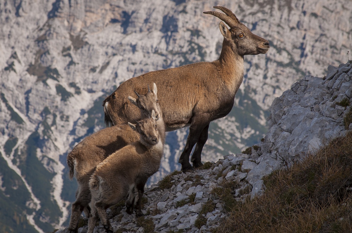l'allegra famigliola