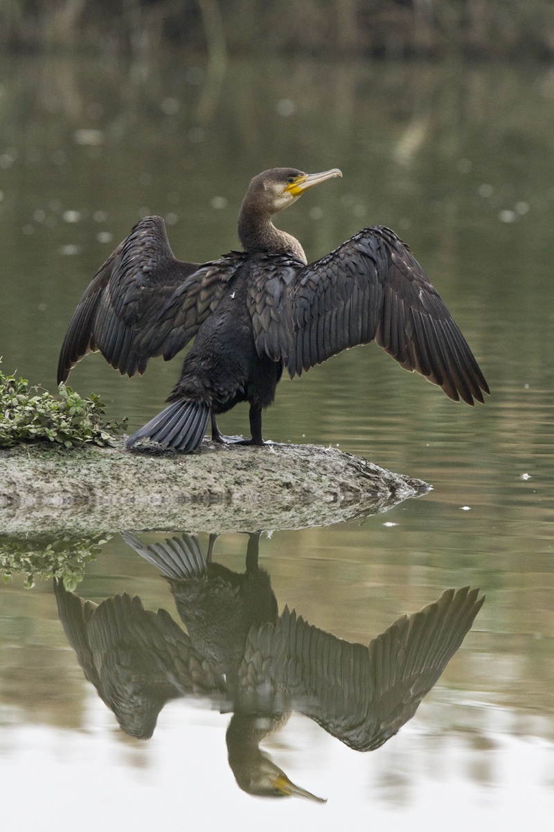 cormorant reflection