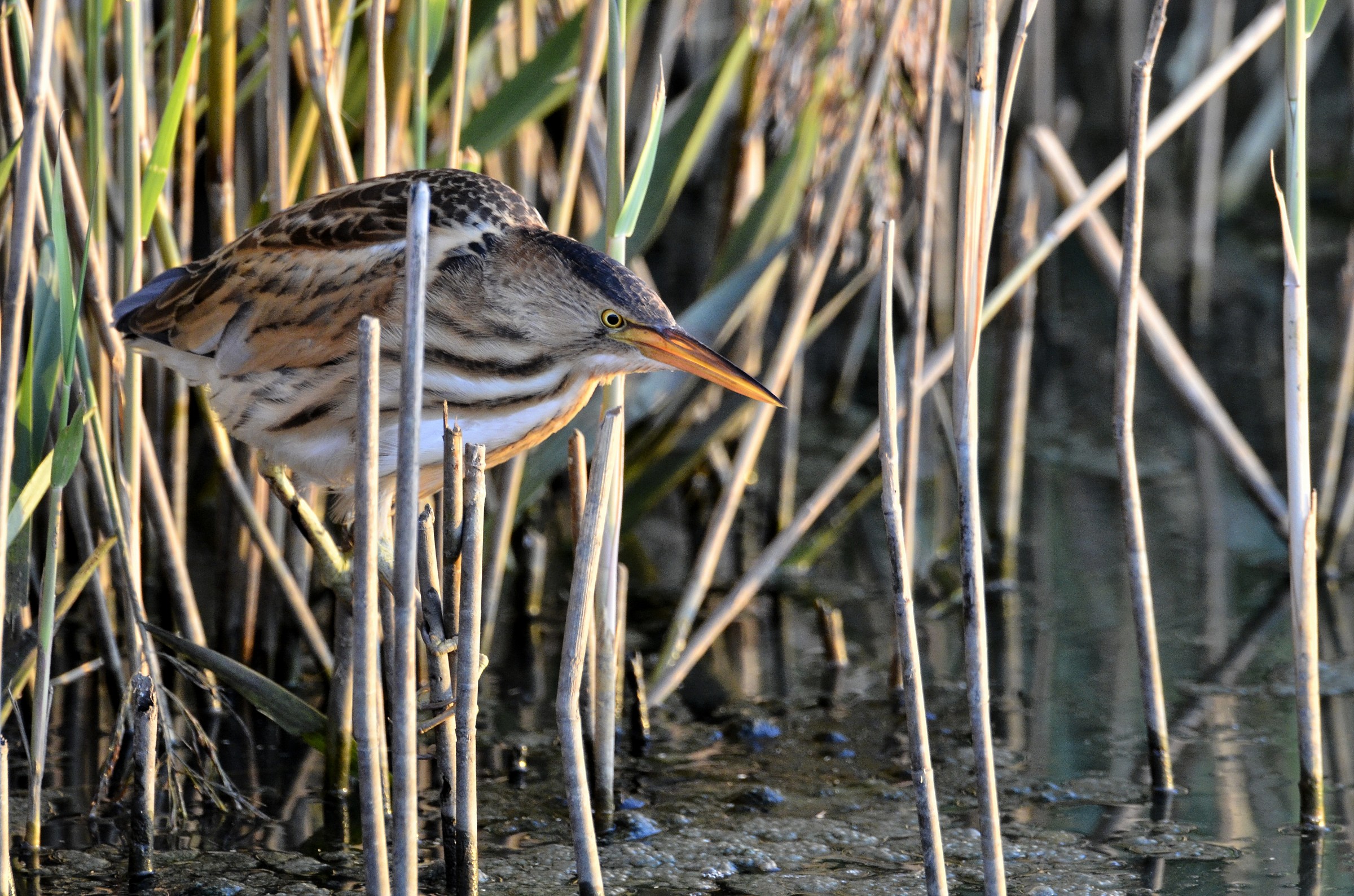 Tarabusino al tramonto