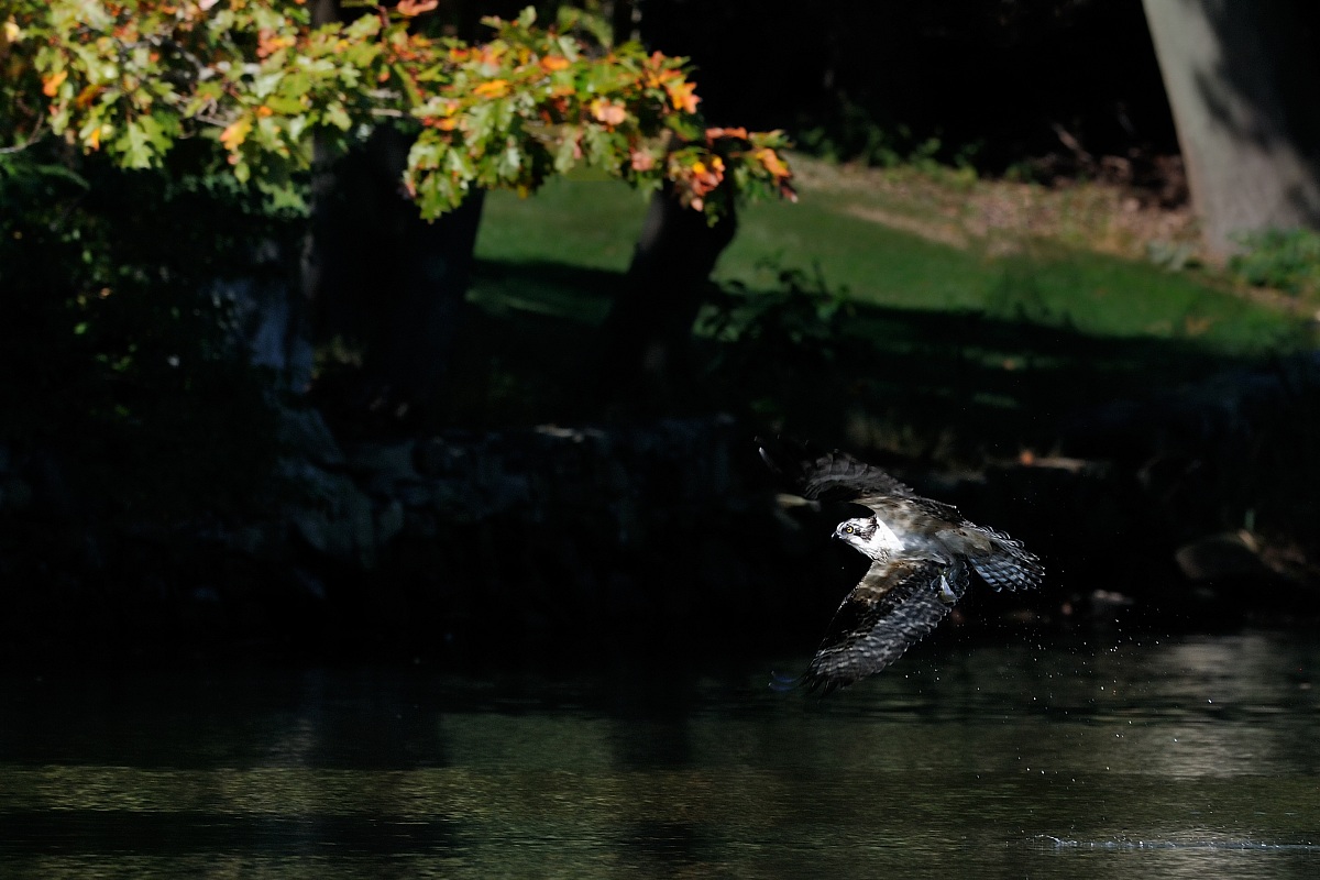 Autumn osprey
