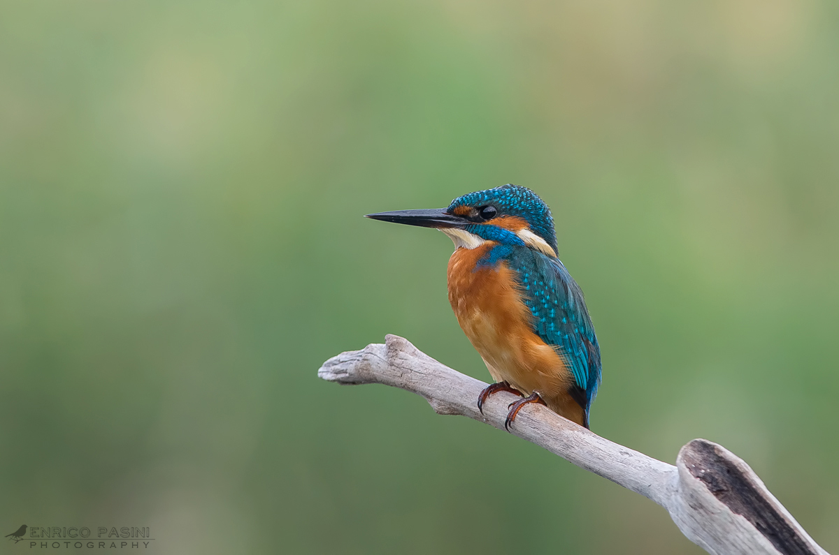 Martin pescatore maschio