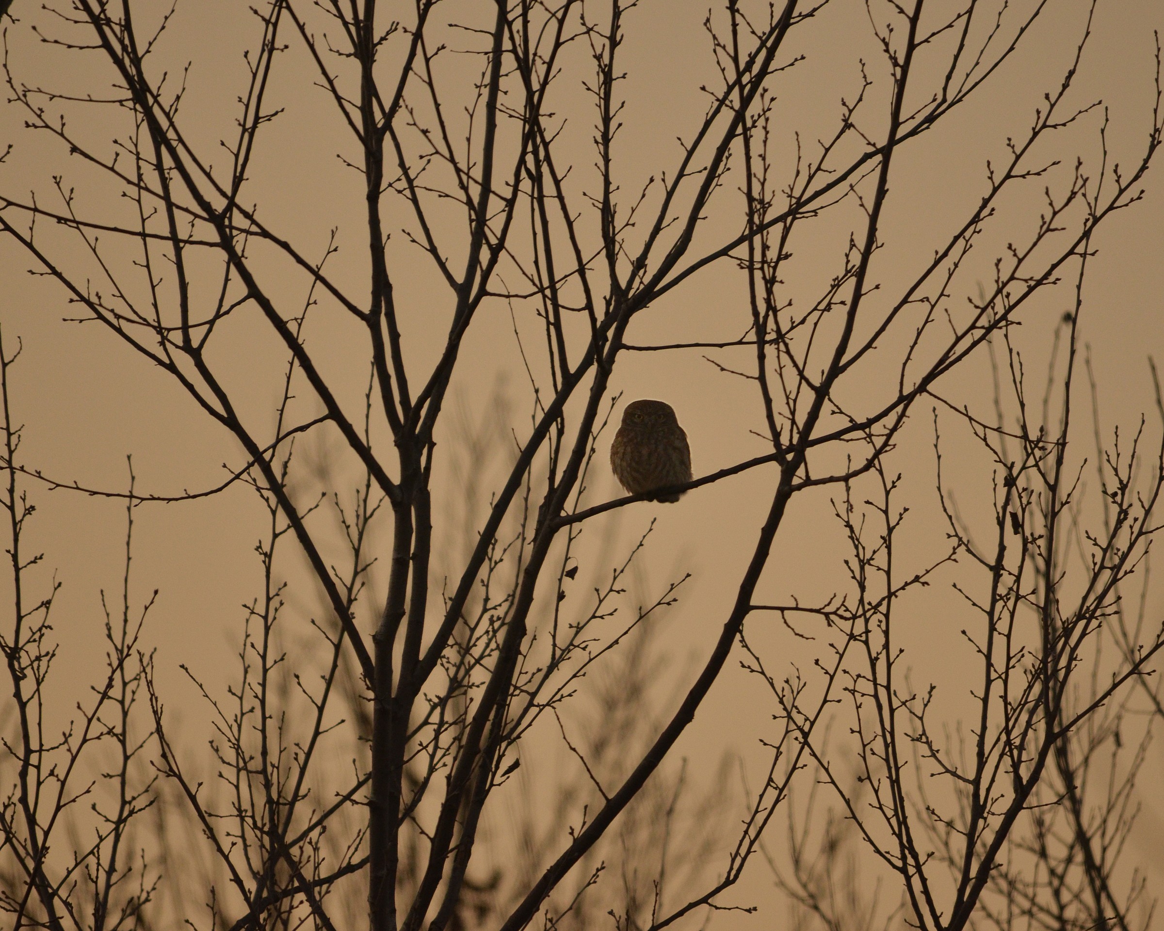 La civetta al crepuscolo