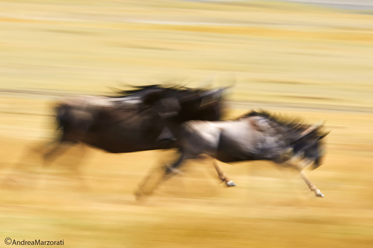 wildebeest running