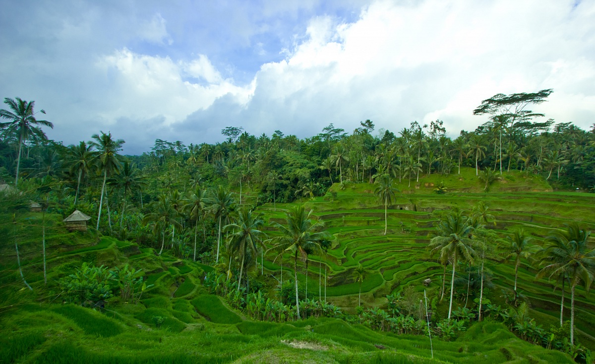 Walking in the rice fields ...