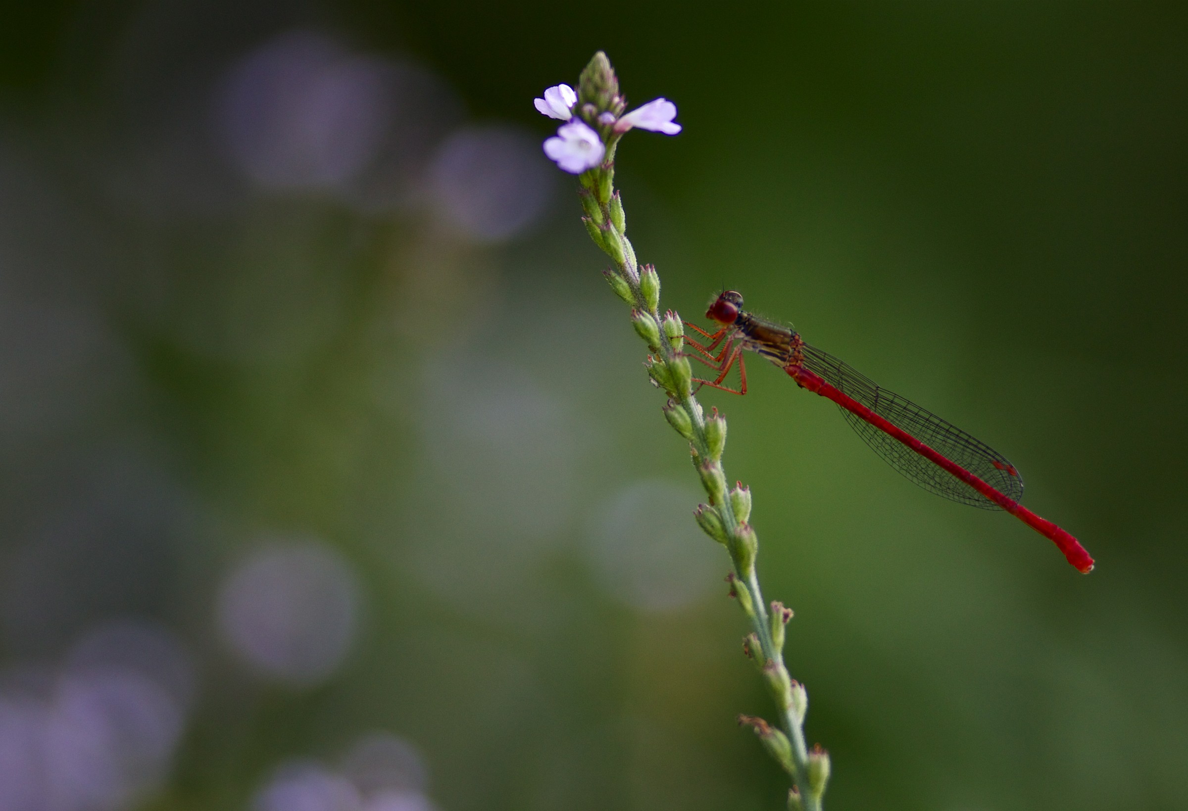 Ceriagrion Tenellus