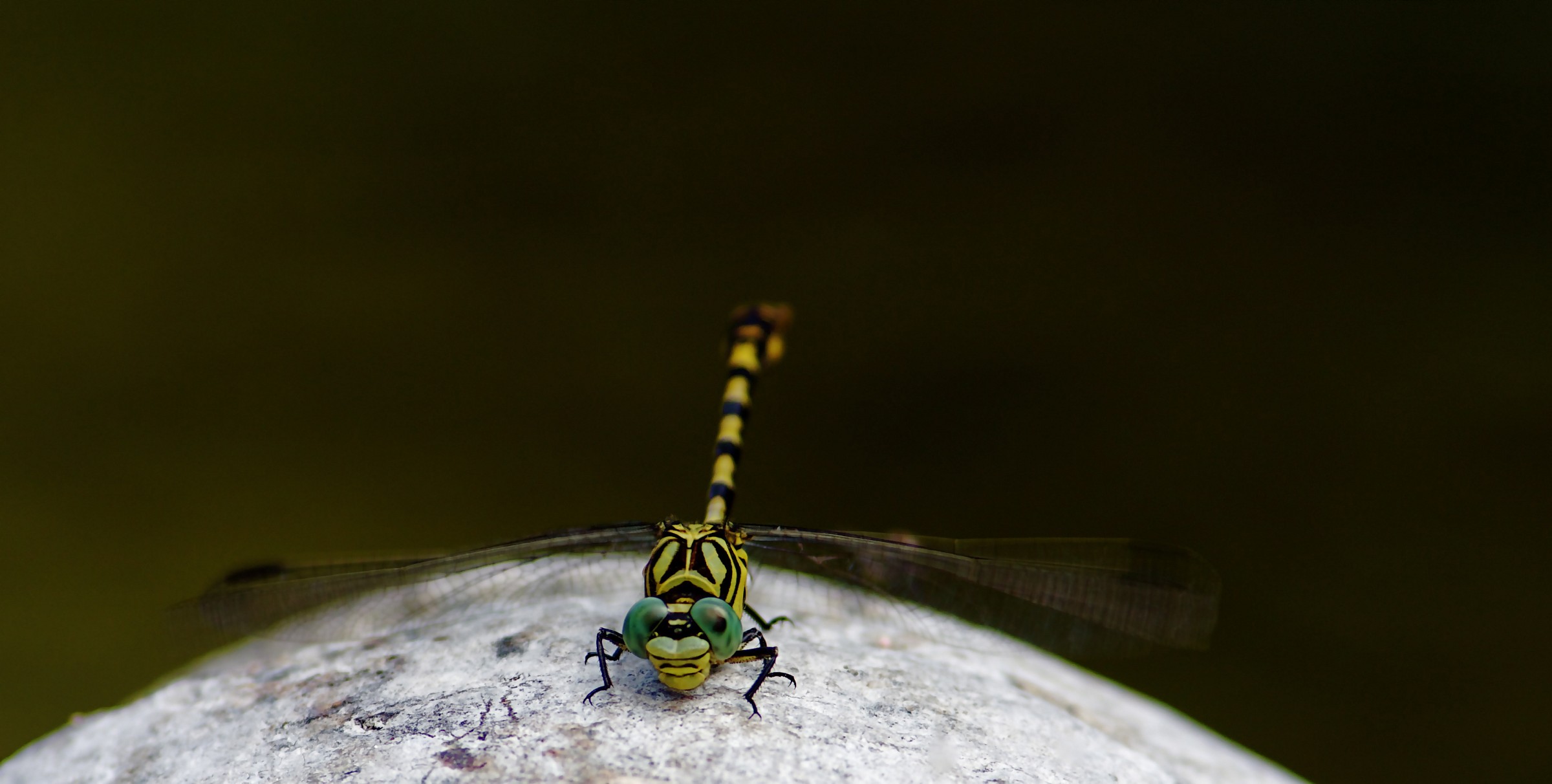 Onychogonphus forcipatus