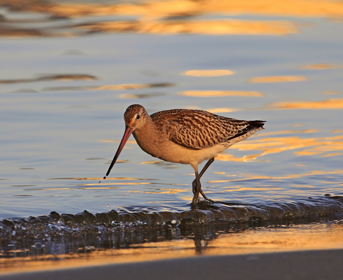 Bar-tailed Godwit with reflections