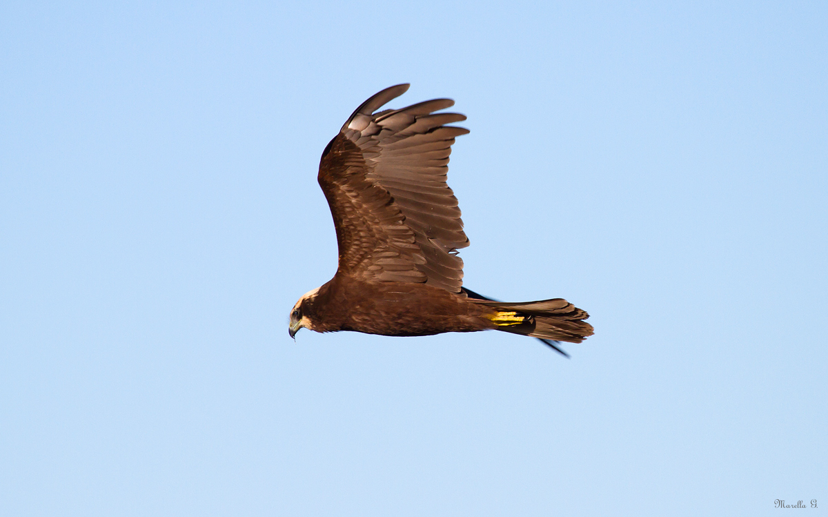 Marsh Harrier Female