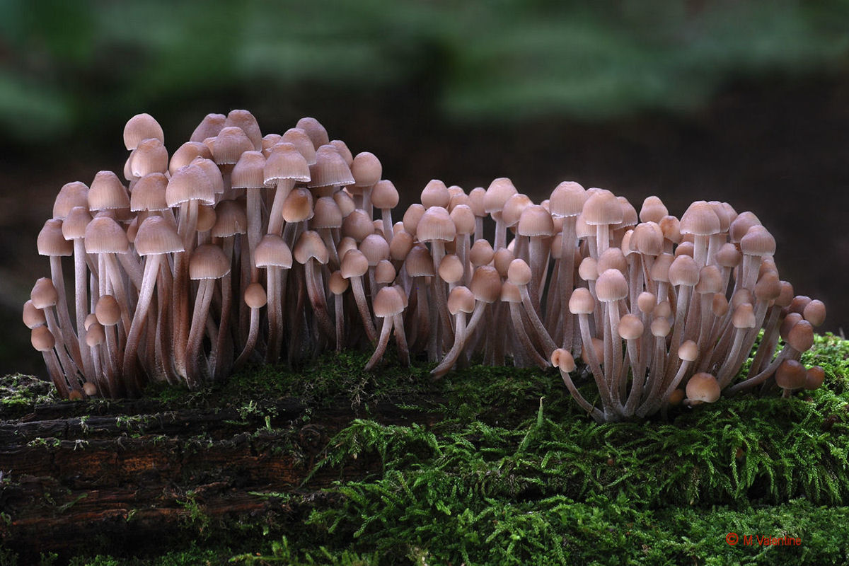 Clustered Bonnet - Mycena inclinata
