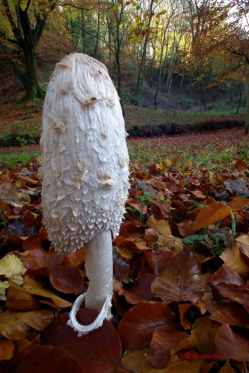 Shaggy inkcap - comatus