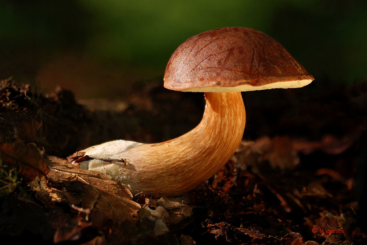 Bay Bolete - Boletus badius