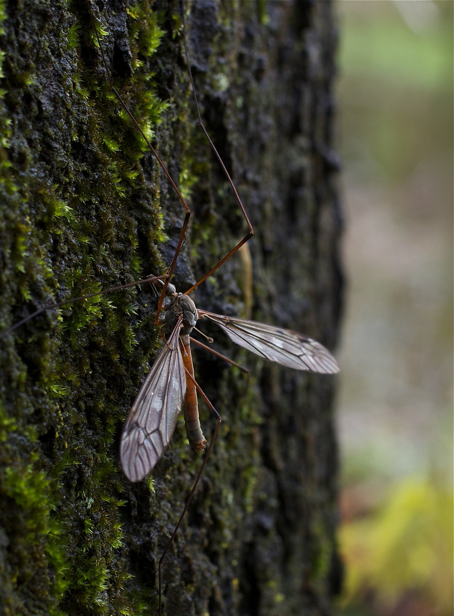 Tipula tra i muschi sulla corteccia