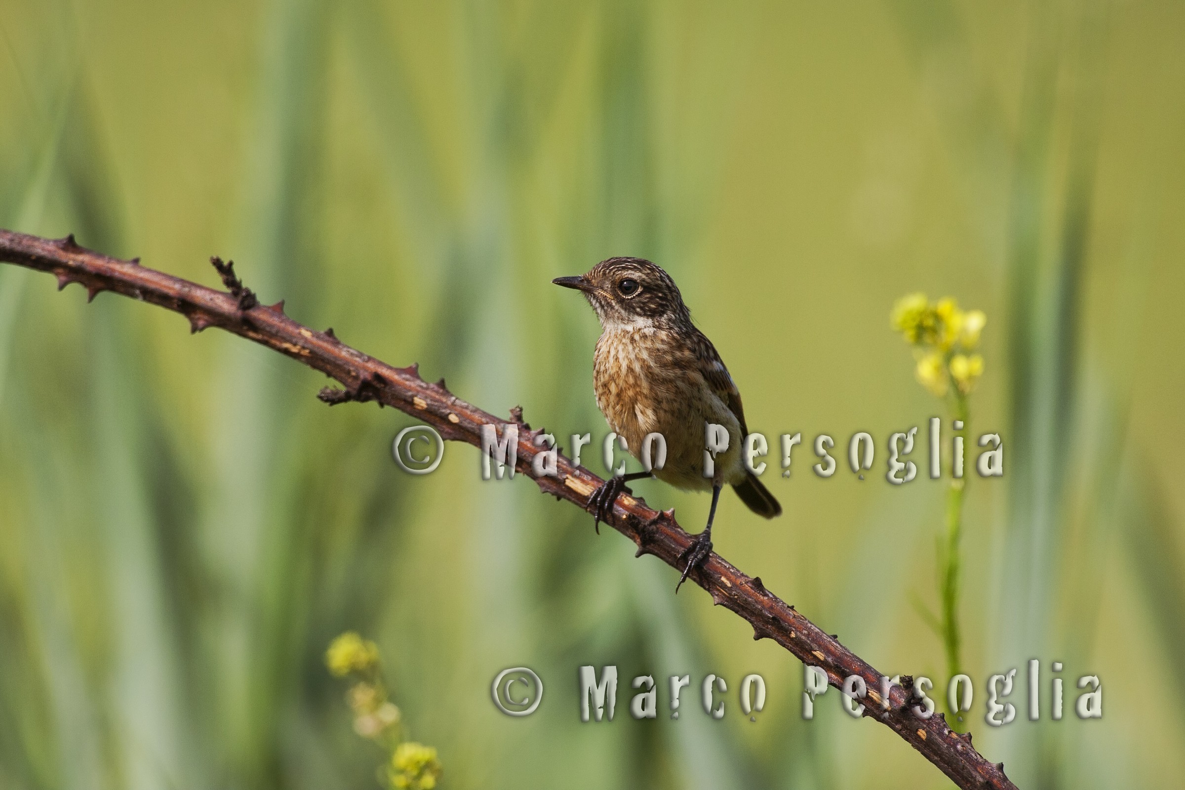 Stonechat young