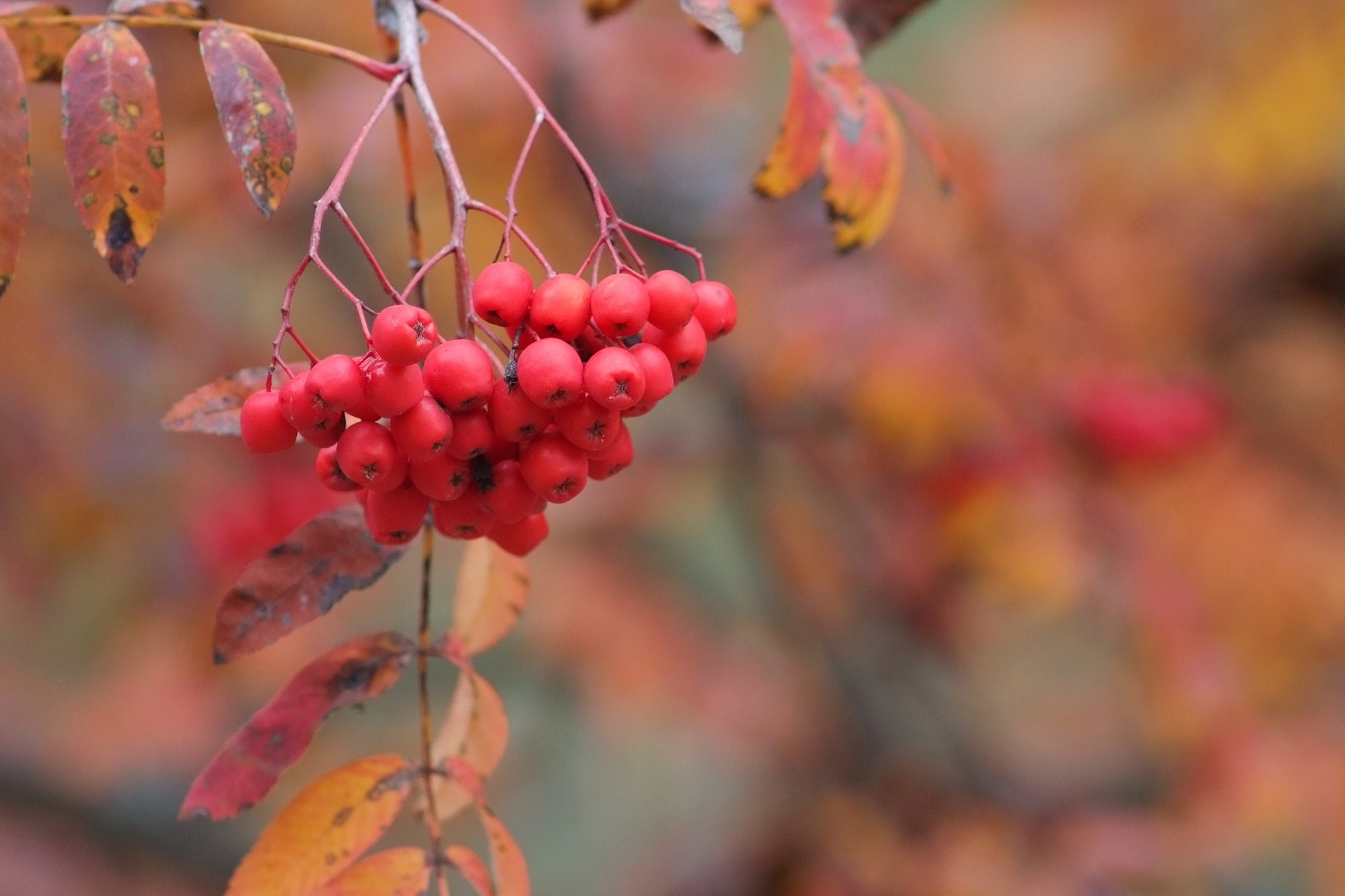 i colori dell'autunno