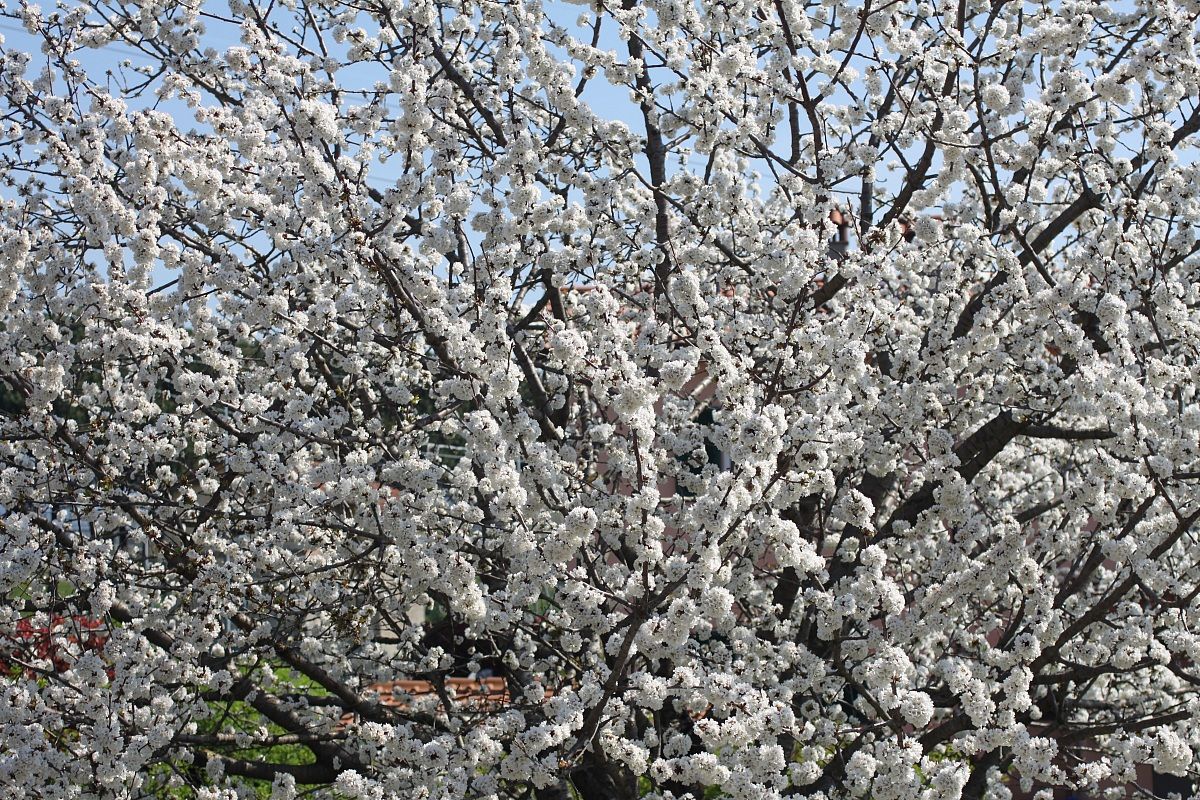 snow or cherry blossoms