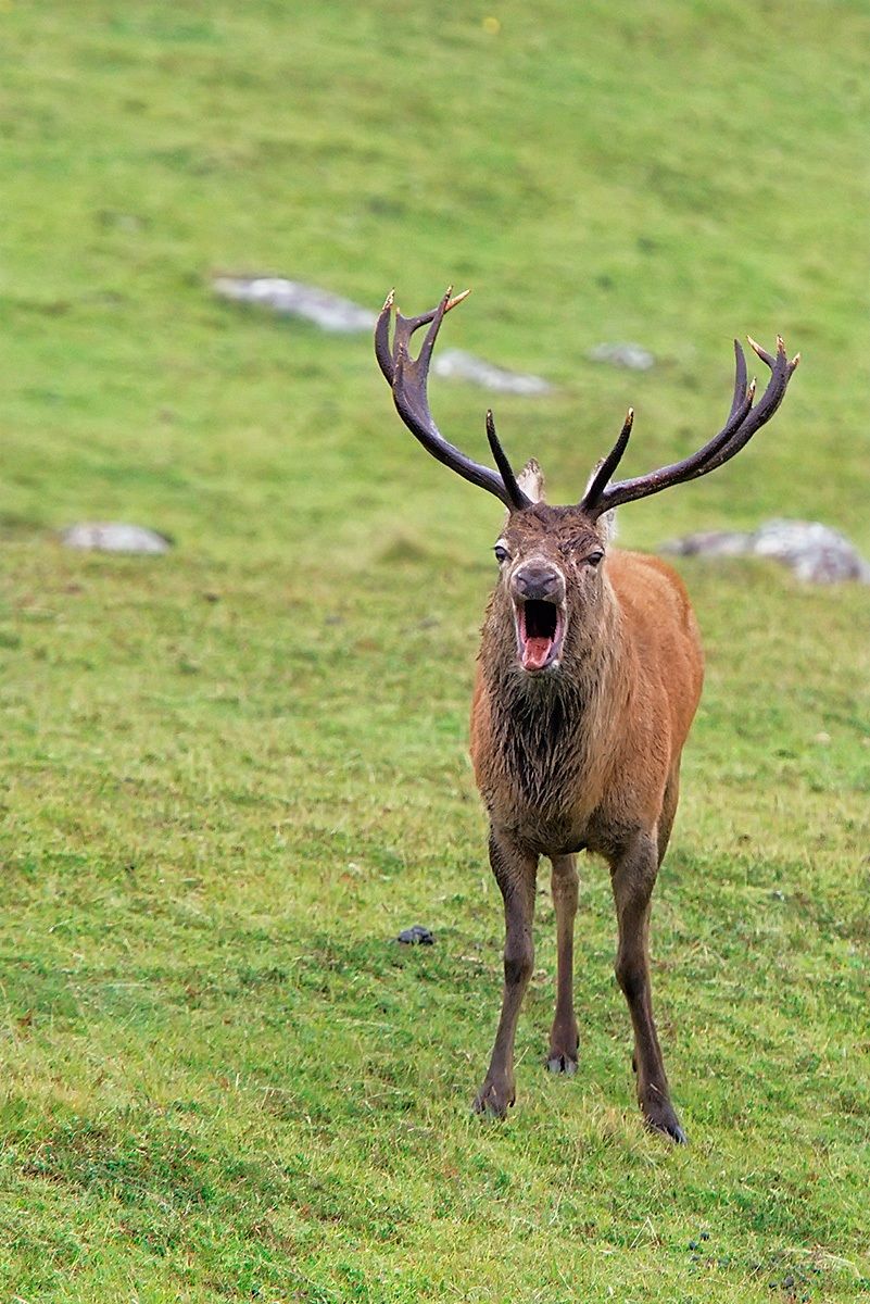 deer contenders ... with stands ...?