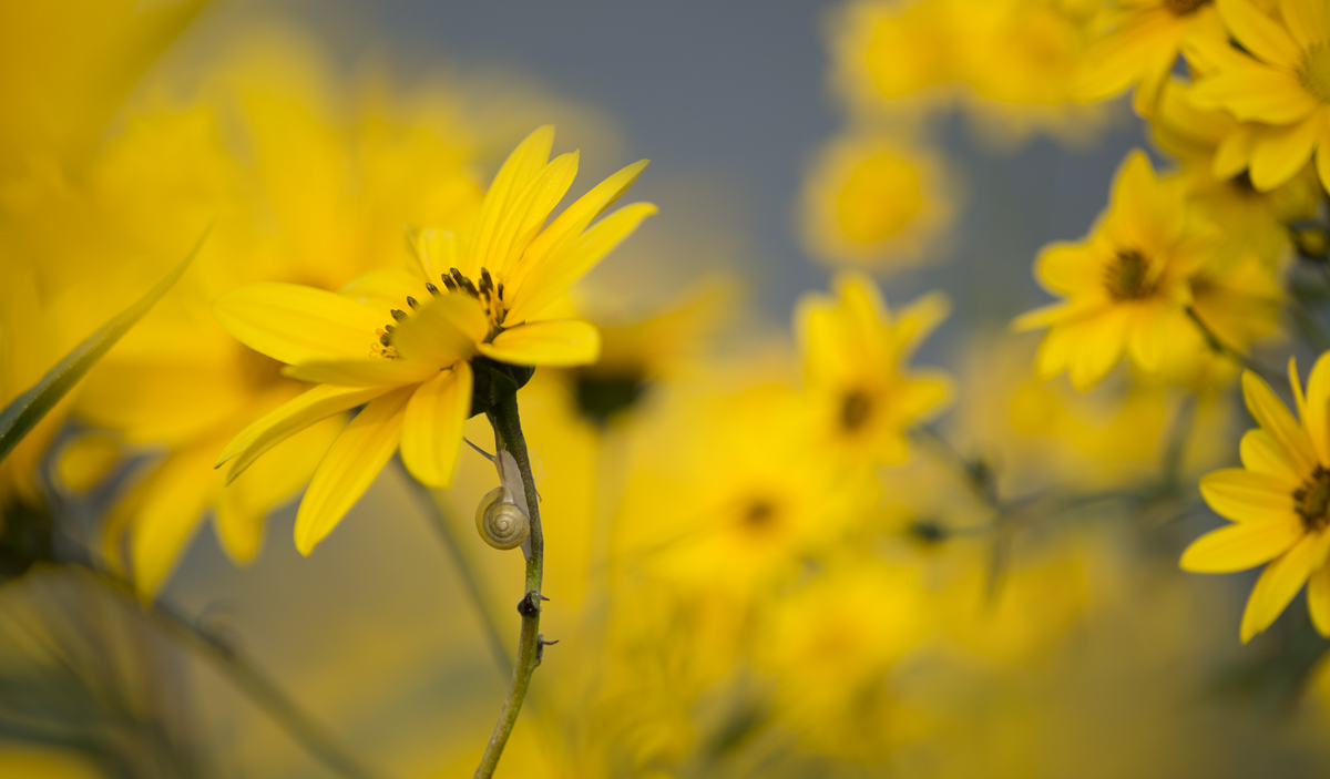 Helianthus tuberosus