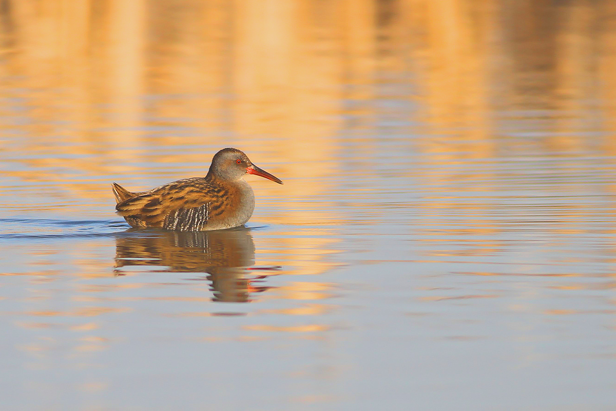 The crossing of the water rail ......