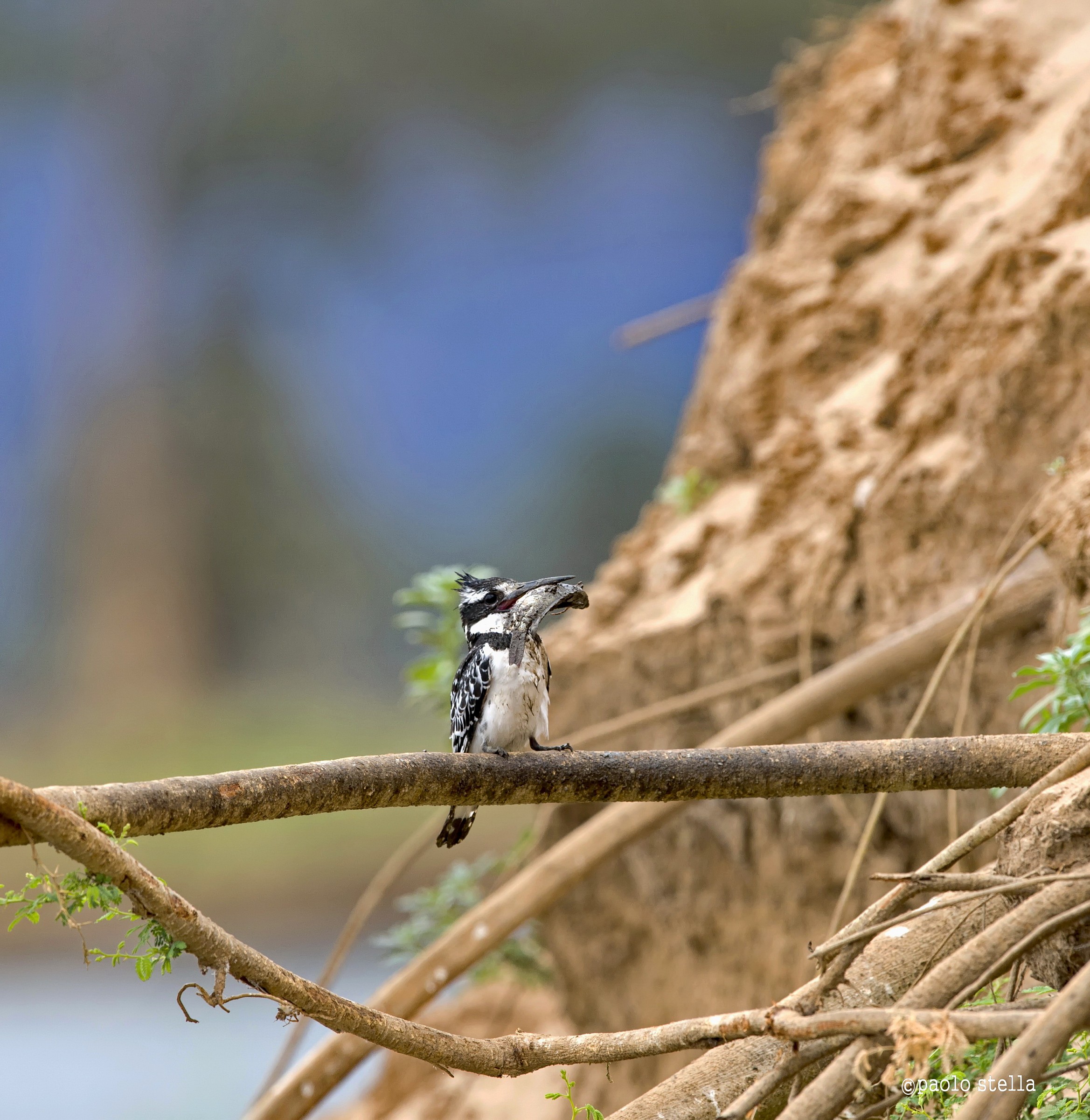 the kingfisher and fish - 1